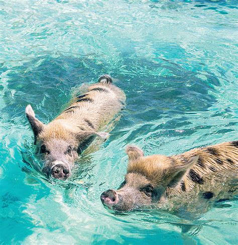 Where To Find The Swimming Pigs Of The Bahamas 